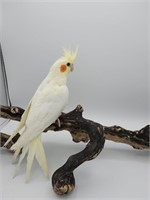 Lutino baby cockatiel