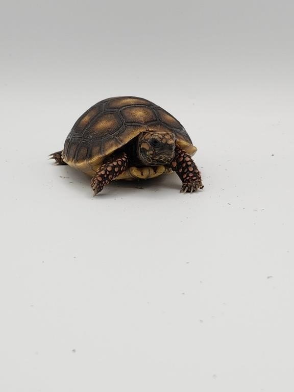 Baby red footed tortoise