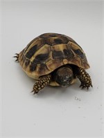 Baby Herman's tortoise