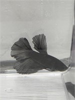 Black orchid roundtail male betta