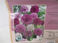 30-Pk Tasc Allium Assorted Bulbs
