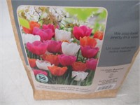 50-Pk Tasc Tulipa Triumph Orange/Pink/White Bulbs