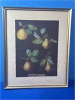 Brookshaw, George XXIX Pears Aquatint