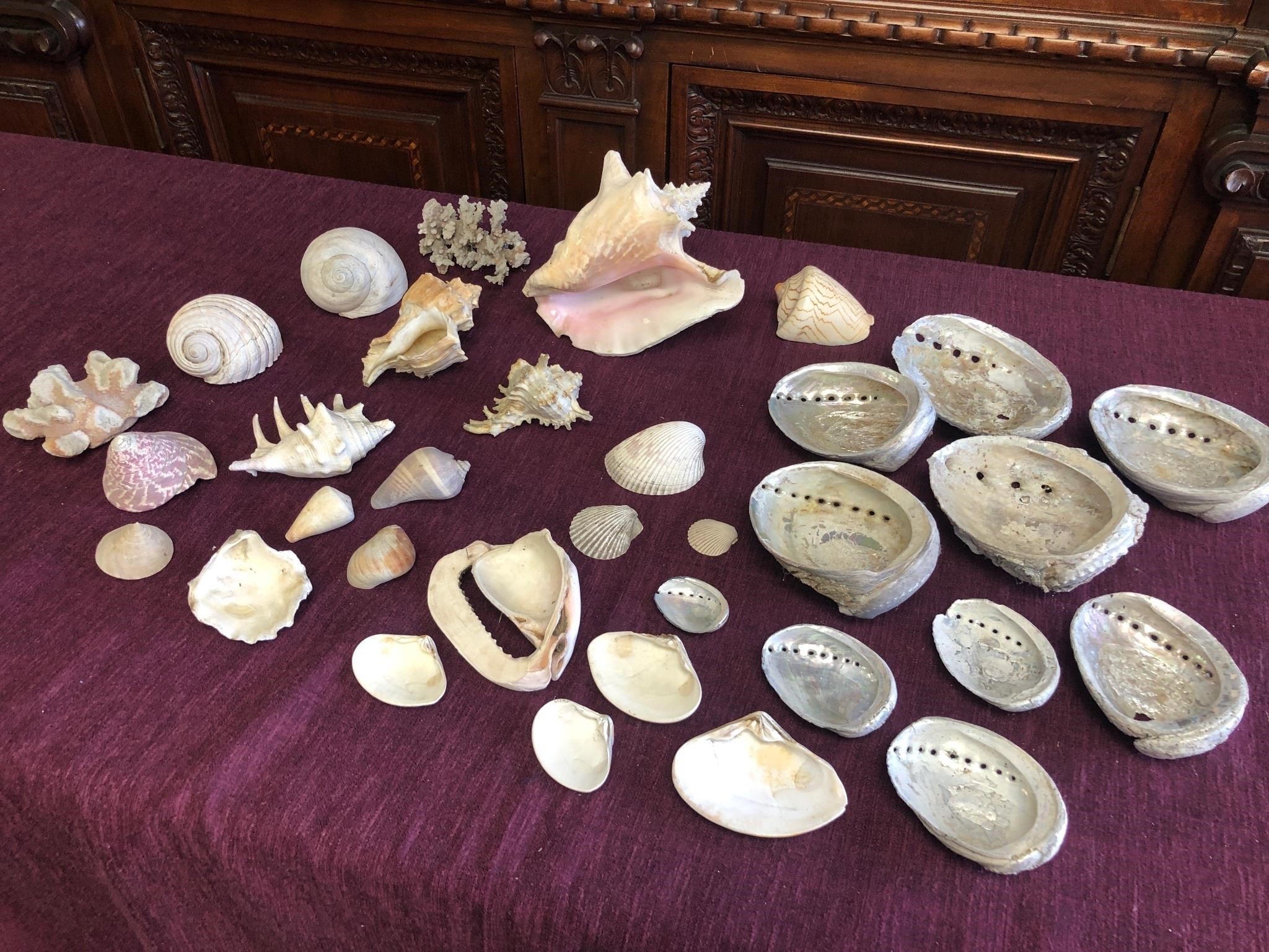 Apprx 34 Piece Seashell Collection Assorted