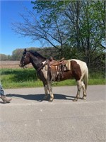 13 YR OLD CROSSBRED GELDING* VIDEO