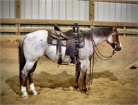 AQHA ROCKIN SMART SEQUEL * VIDEO