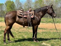 AQHA Doc Bars Jazzy Lady