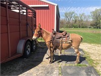 PEEWEE-13 YR OLD MULE