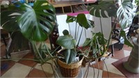 Split Leaf Monsteras Live Plant in Wicker Basket