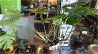 Split Leaf Monsteras Live Plant in Wicker Basket