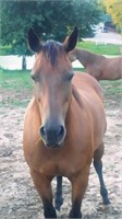 15 yr old bay mare