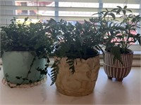 Plants in planters