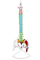 Science Resource S09490 Flexible Spinal Column 5