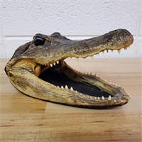 Cool Taxidery Alligator Head