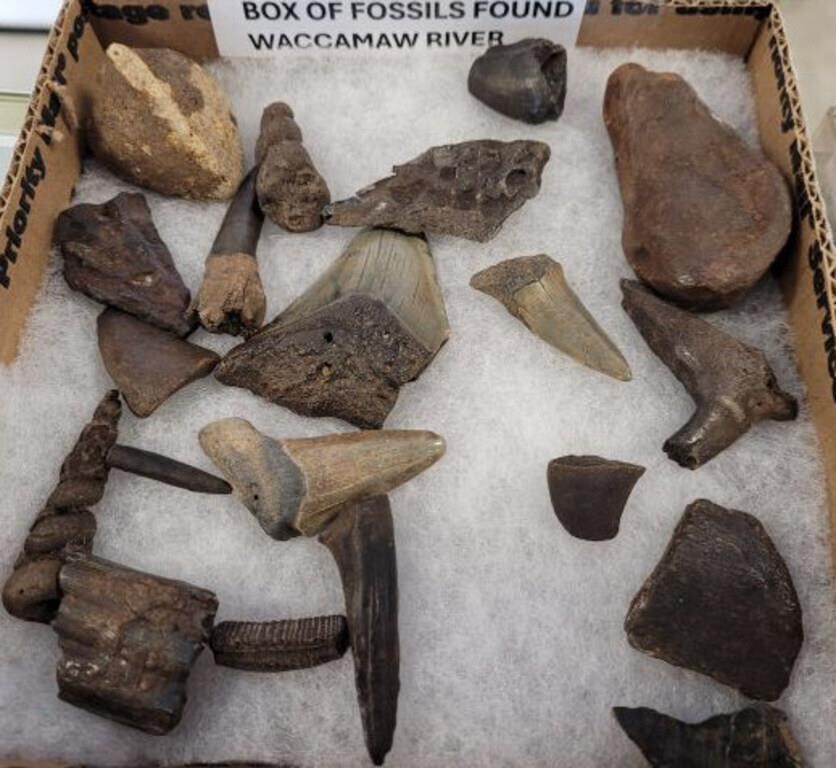 BOX OF FOSSILS FOUND IN WACCAMAW RIVER