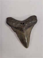 LARGE FOSSILIZED MEGALODON TOOTH