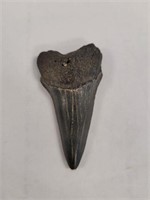 FOSSILIZED MEGALODON TOOTH