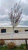 Prairifire Crabapple Tree
