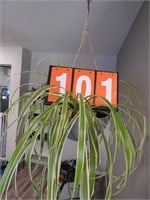 Hanging House Plant