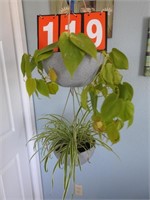 2 Hanging House Plant