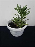 6.25x 4.5 inch pot with English Wallflower
