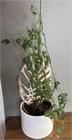 Live-Monstera Adansonii Plant