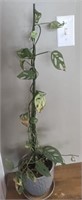 Live - Monstera Adansonii Plant Approx 36”
