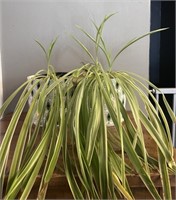 Live-Spider Plant with Pot