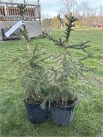 2 - 3G pots of Norway spruce
