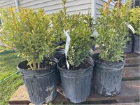 5 - 1G pots of green mountain boxwood shrubs