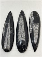 Orthoceras Fossil, Stone paperweights. 6-6.5in L