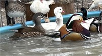 Pair-Mandarin Ducks