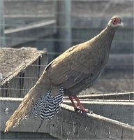 Female-Silver Pheasant