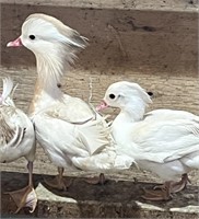 Pair-White Mandarin Ducks