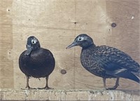 Pair-Laysan Teal Ducks