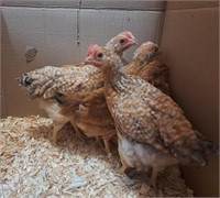 3 Juveniles-BASQUE Chickens