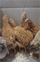 4 Juveniles-BASQUE Chickens