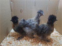 3 Juveniles-Silkie Chickens-Looks like 2 hens, 1ma
