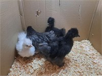 4 Unsexed-Assorted Silkie Chickens