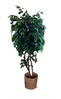 A Indoor Faux Ficus Tree 84"H x 38"W