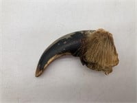 Antique Taxidermy Grizzly Bear Claw