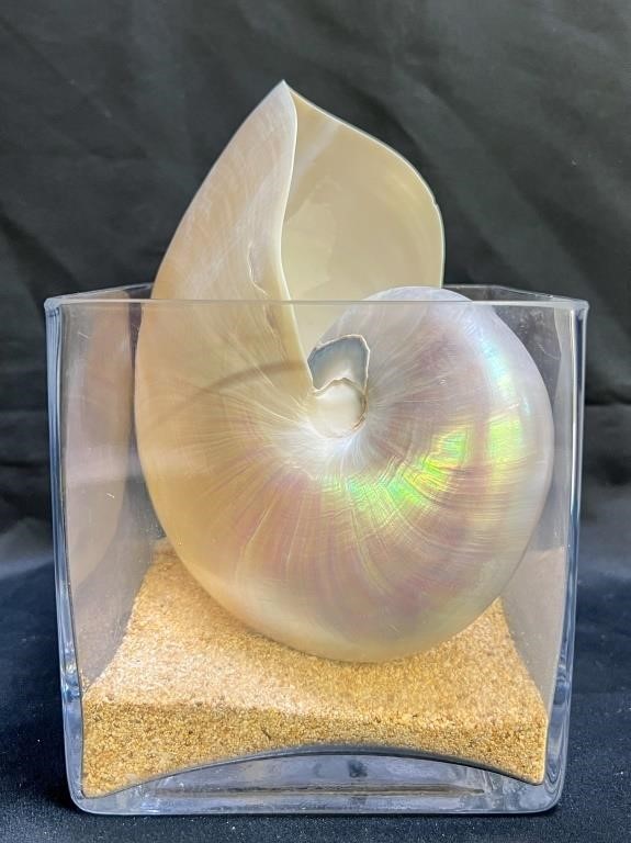 Nautilus Shell in Square Glass Bowl