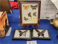 BUTTERFLY COLLECTION