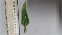 Bakelite Leaf Brooch