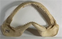 Sharks Jaw Bone and Teeth