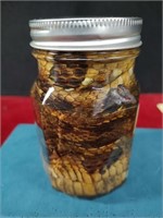 Rattlesnake Skin in a Jar