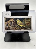 PLAYERS YELLOW WAGTAIL VTG TOBACCO CARD BIRDS