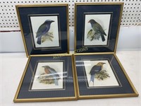 4 FRAMED AND MATTED BIRD PRINTS