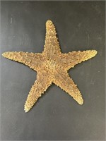 Preserved Starfish