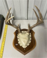 Wall Mount Antlers
